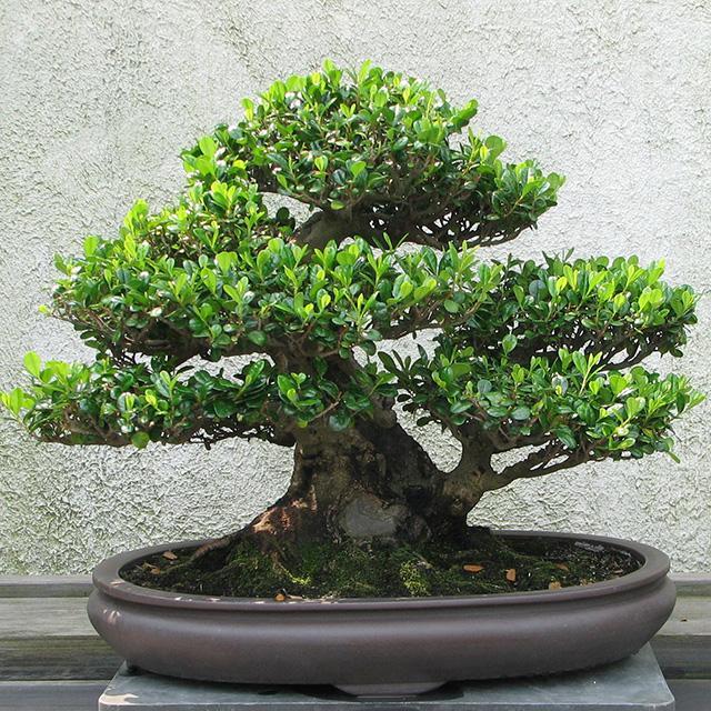 Cây si để phòng khách sẽ là sự lựa chọn số 1 của những ông bố thích bonsai