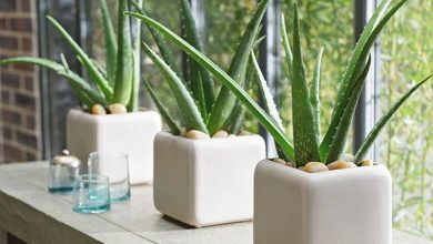 Những chậu cây nha đam không những thanh lọc không khí tốt mà rất hợp để decor